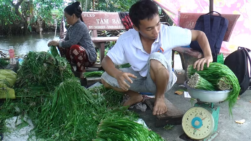 Theo người dân, rau hẹ nước là "lộc trời" cho, không phải bỏ chi phí trồng hay chăm sóc. Những gia đình ruộng nhiều, qua mỗi vụ có thể thu về gần cả trăm triệu đồng từ việc bán rau hẹ. Ảnh: Dân Việt