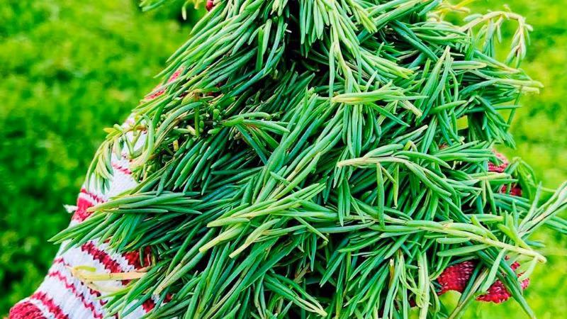 Rau nhót có hình dáng tương tự hoa mười giờ, thường mọc dại ở các ruộng muối, ven sông nước lợ, đầm tôm... Ảnh: Bachhoaxanh