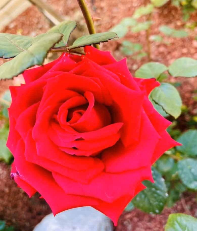 Bạn bè trêu nơi nào có Diệu Hương thì nơi đó rực rỡ.