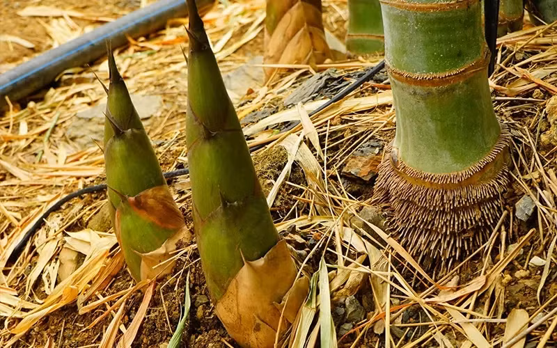 Ngày nay, tre còn được người dân phát triển thành mô hình kinh tế. Theo đó, mô hình trồng tre lấy măng được nhân rộng ở nhiều tỉnh thành để chế biến các sản phẩm từ măng cung cấp cho thị trường. Ảnh: Internet