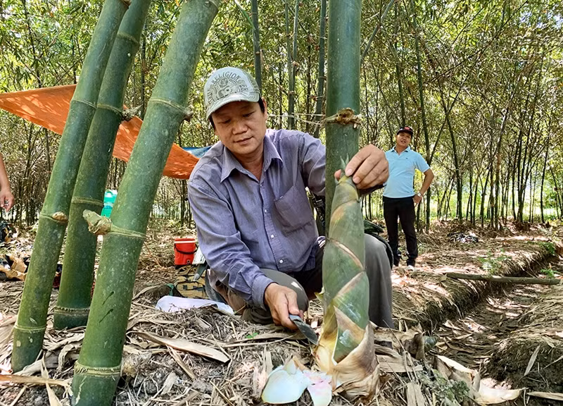  Cây tre là người bạn thân thiết trong đời sống của người dân Việt Nam. Tre mọc ven làng xóm, ven đồng, ven biển đến những rừng tre bạt ngàn miền sơn cước. Ảnh: Baoangiang