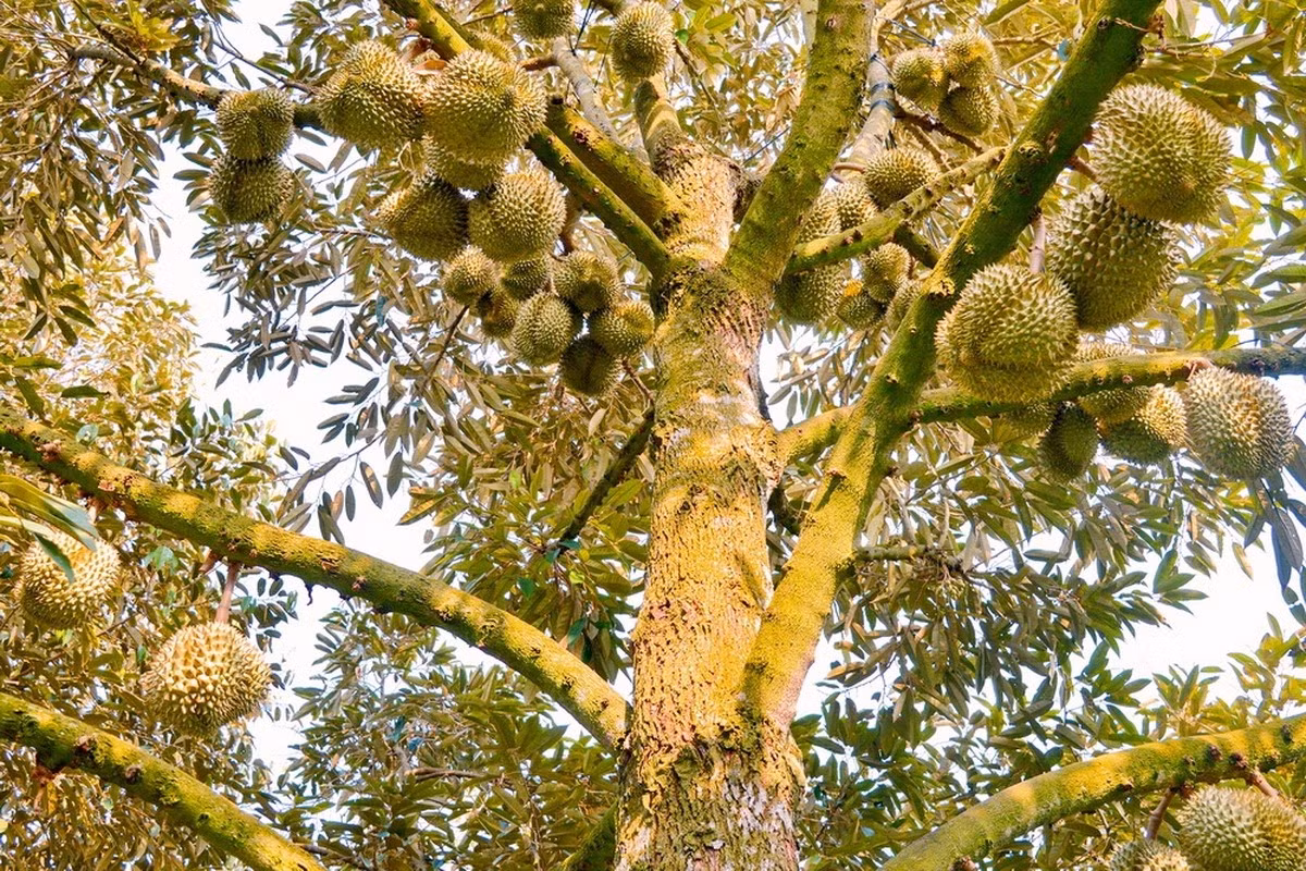 Đếm qua qua, cây sầu riêng cũng cho tới hàng trăm quả. Ảnh: Cocopeat.