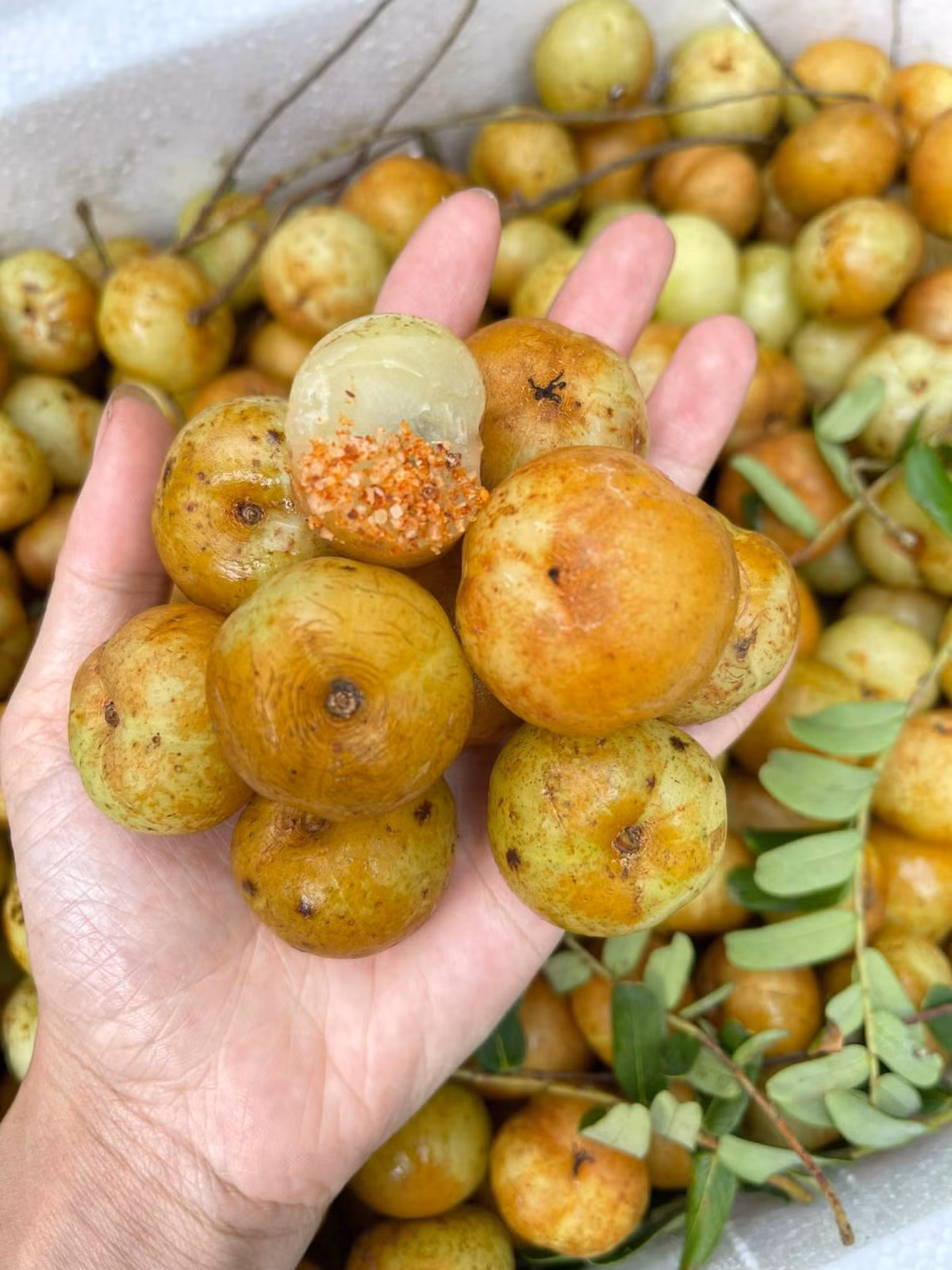 Trên chợ mạng, me rừng bán kèm với muối ớt giá từ 40.000 đến 80.000 đồng/kg. Trong khi đó, me ngâm sẵn hoặc mứt me rừng giá lên tới khoảng 100.000 đồng/kg. Ảnh: Facebook