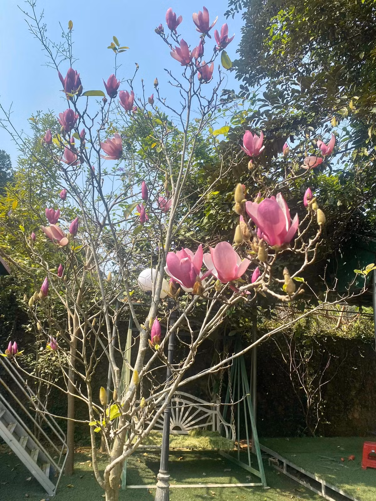 Theo NSND Thanh Hoa, cây mộc lan trong vườn đã 21 tuổi. Cây được nữ nghệ sĩ đón về khi đã 15 năm trong viện nghiên cứu giống.