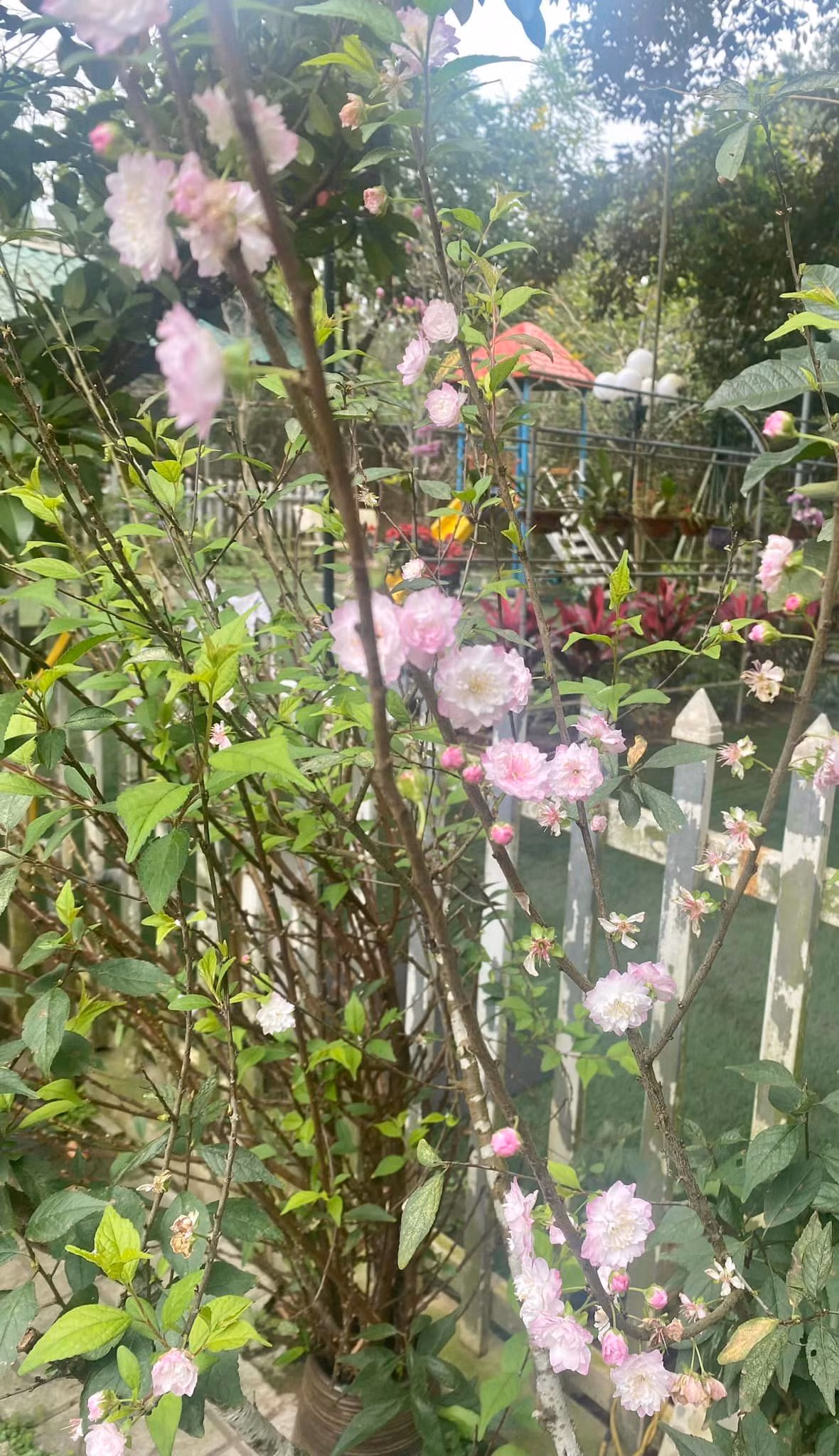 Không gian nhà vườn rộng rãi, đầy đủ tiện nghi cho cuộc sống hiện đại và tận hưởng khí trời trong lành vào mỗi buổi sớm mai khi ngập tràn tiếng chim hót và mùi hoa thơm ngào ngạt.