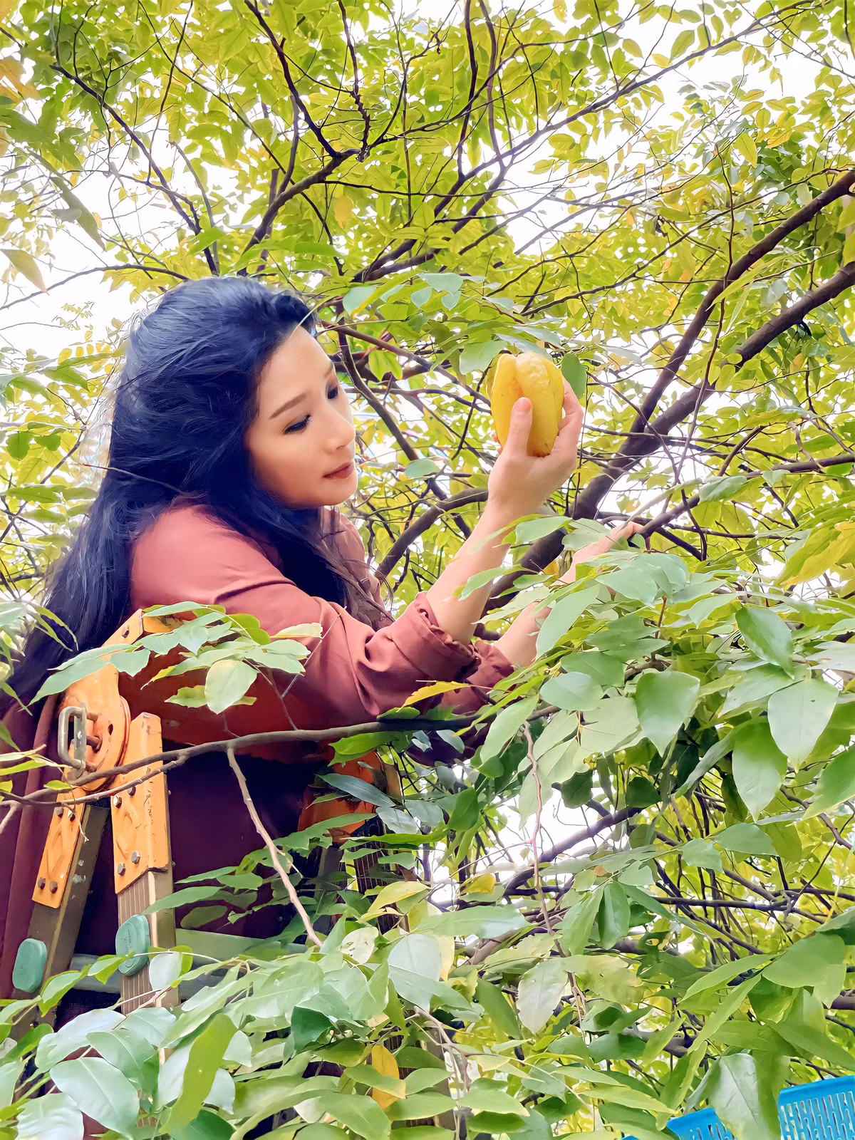 Cây khế to cho trái căng mọng. Ảnh: Vuetnamnet