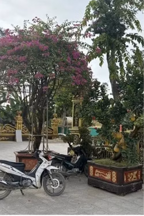 Thời gian tới, anh vẫn tiếp tục bổ sung thêm những loại cây cảnh khác vào khu vườn của mình. Ảnh: Saostar