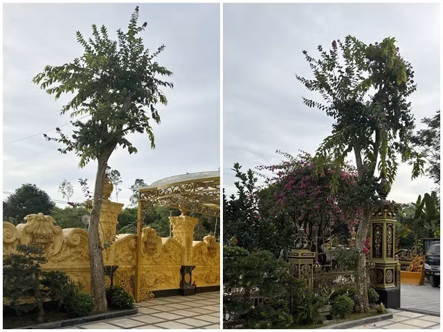 Cây đào tiên lớn có giá vài chục triệu đồng.