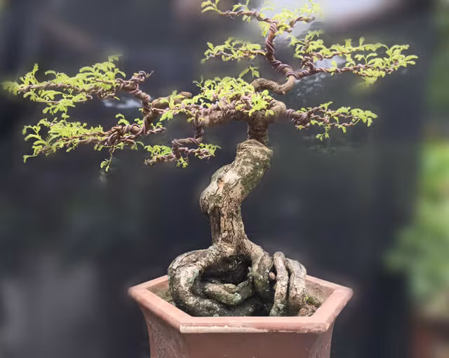 Me không những chỉ được trồng để phục vụ cho cuộc sống hằng ngày mà còn được tạo thành những tác phẩm bonsai trang trí trong sân vườn, quán cafe, nhà hàng, khu ngỉ dưỡng... Ảnh: Bonsaidep