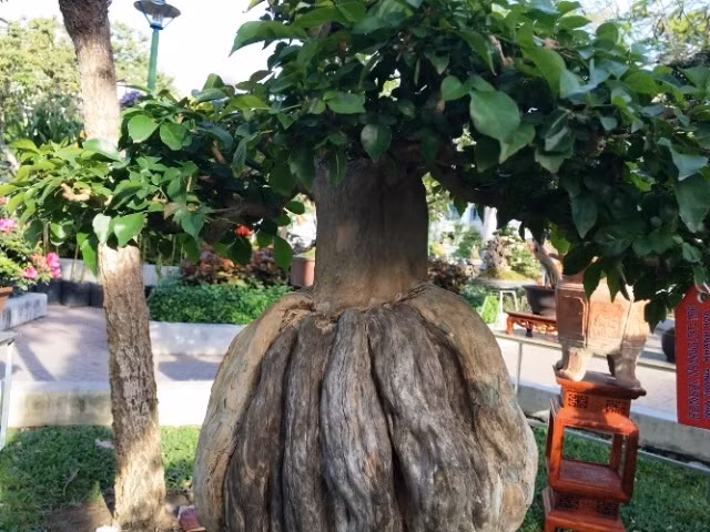Một tác phẩm bonsai có hình tròn ngộ nghĩnh. Ảnh: Dân Việt