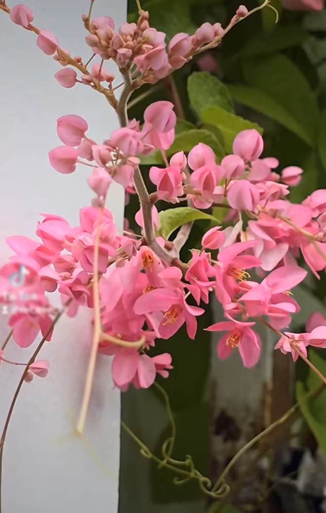 Người đẹp cho biết: "Mấy chục năm nay tôi mơ ước có một dàn hoa tigon đẹp như thế này mà chưa bao giờ được, mỗi lần trồng là trục trặc, không lên. Lần này như đủ duyên, tôi trồng khoảng 3 bụi tigon, nhờ sự chăm sóc của người nhà mà nó tốt và đẹp". Ảnh: FB Trần Việt Trinh