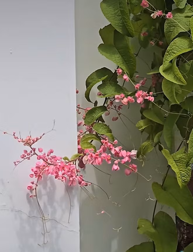 Từng khóm hoa bung nở rực rỡ. Ảnh: FB Trần Việt Trinh