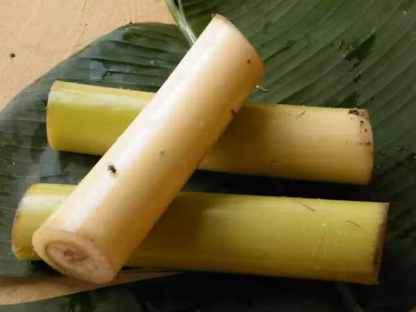 Tại các vùng quê ở Việt Nam, thân cây chuối thường bỏ đi hoặc dùng làm thức ăn cho lợn. Ảnh: Internet