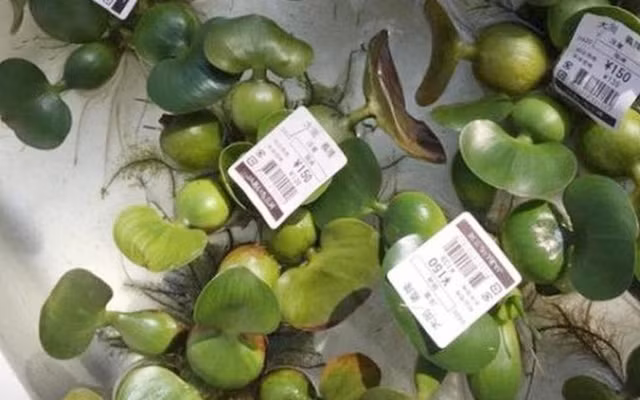 Nhưng ở Nhật, bèo tây có giá không tưởng 80.000 - 90.000 đồng/cây. Ảnh: Facebook