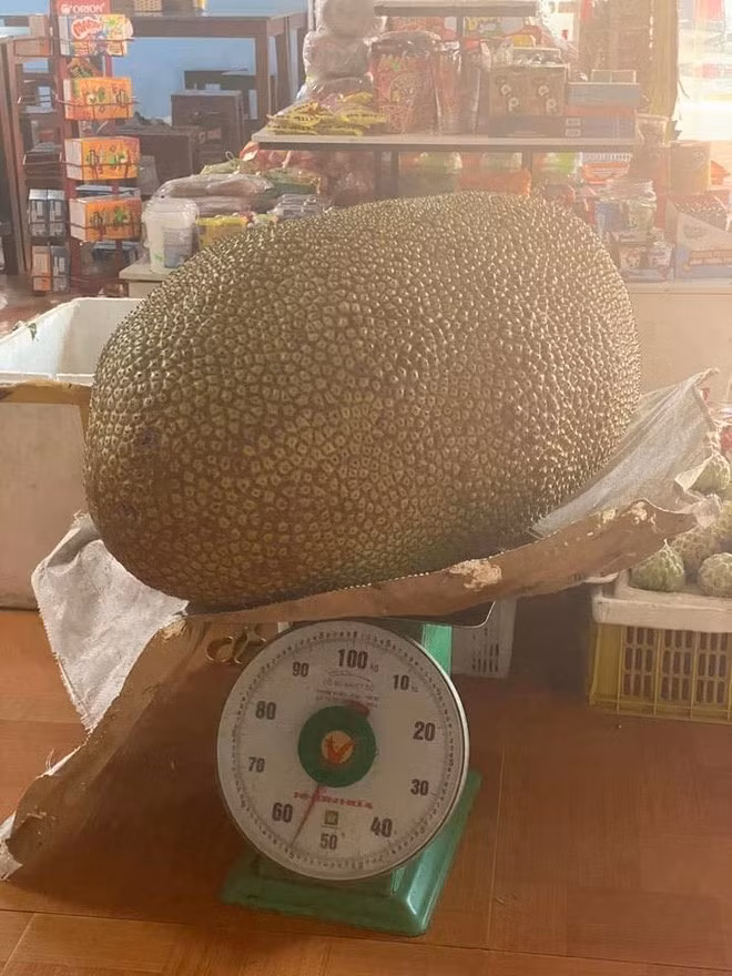 Quả mít xuất hiện tại trung tâm hội chợ thị trấn Chi Lăng, tỉnh Lạng Sơn. Người đến tham quan ước chừng chiều dài quả mít bằng cả cánh tay người trưởng thành. Ảnh: Người đưa tin