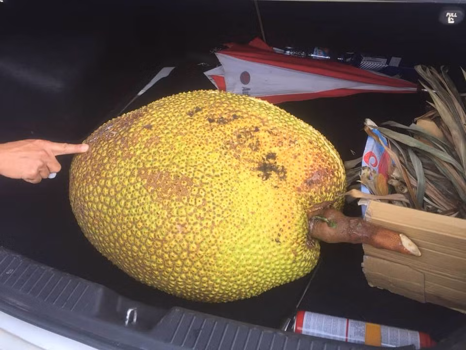 Quả mít khổng lồ nặng gần 50kg ở Hà Nội. Ảnh: Dân Việt