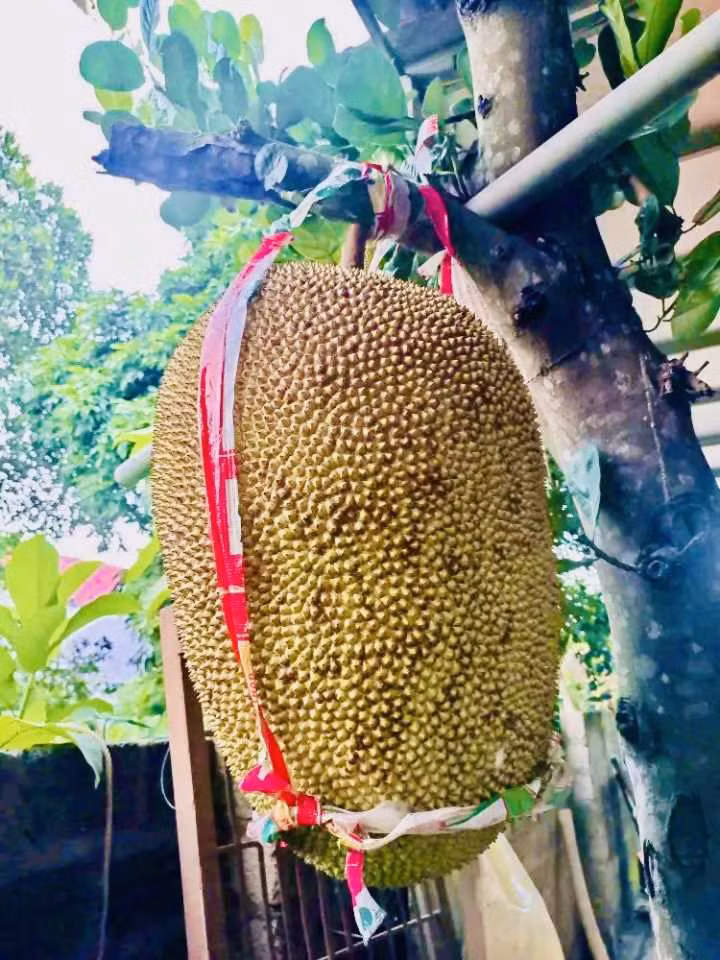 Quả mít to đến mức người lớn ôm một vòng tay cũng không hết. Khi còn trên cây, chủ nhân phải buộc dây để đỡ. Ảnh: Đời sống &amp; pháp luật
