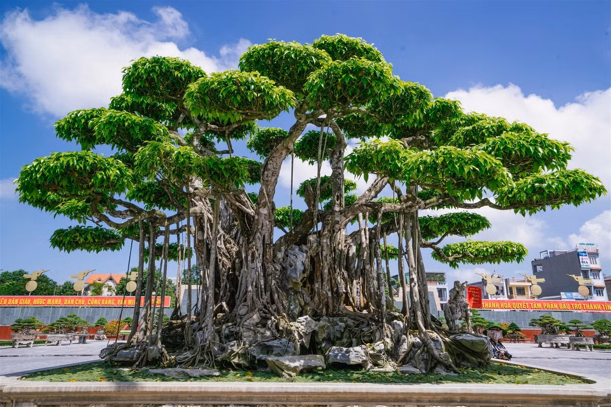 Phần thân và gốc cây địa y lên toàn thân trắng xóa chuyển sang màu đồng dạng nham thạch. Đây được coi là minh chứng cho thấy tuổi đời hàng trăm năm của cây. Ảnh: Dothimoi