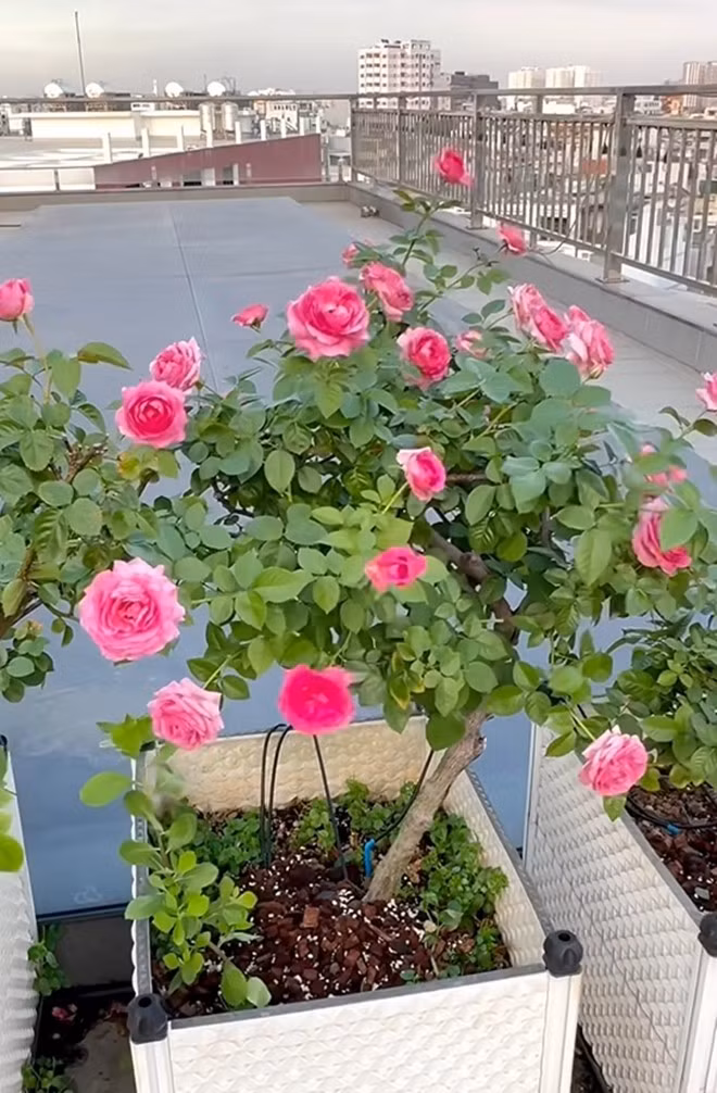 Hoa hồng Lafont có mùi thơm nhẹ nhàng.