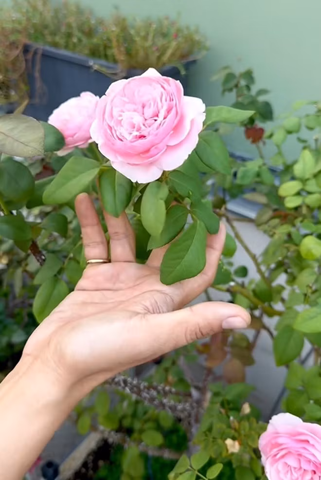Carey được xem là đẹp nhất trong các dòng hoa hồng. Nguồn ảnh: chụp màn hình, FBNV