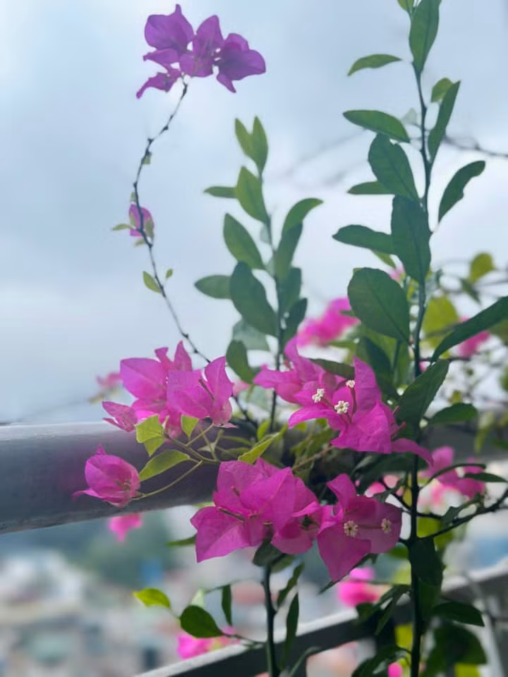Hoa giấy rụng lá mùa đông, nhưng hè là rực rỡ. Ảnh: FB Trang Hoàng