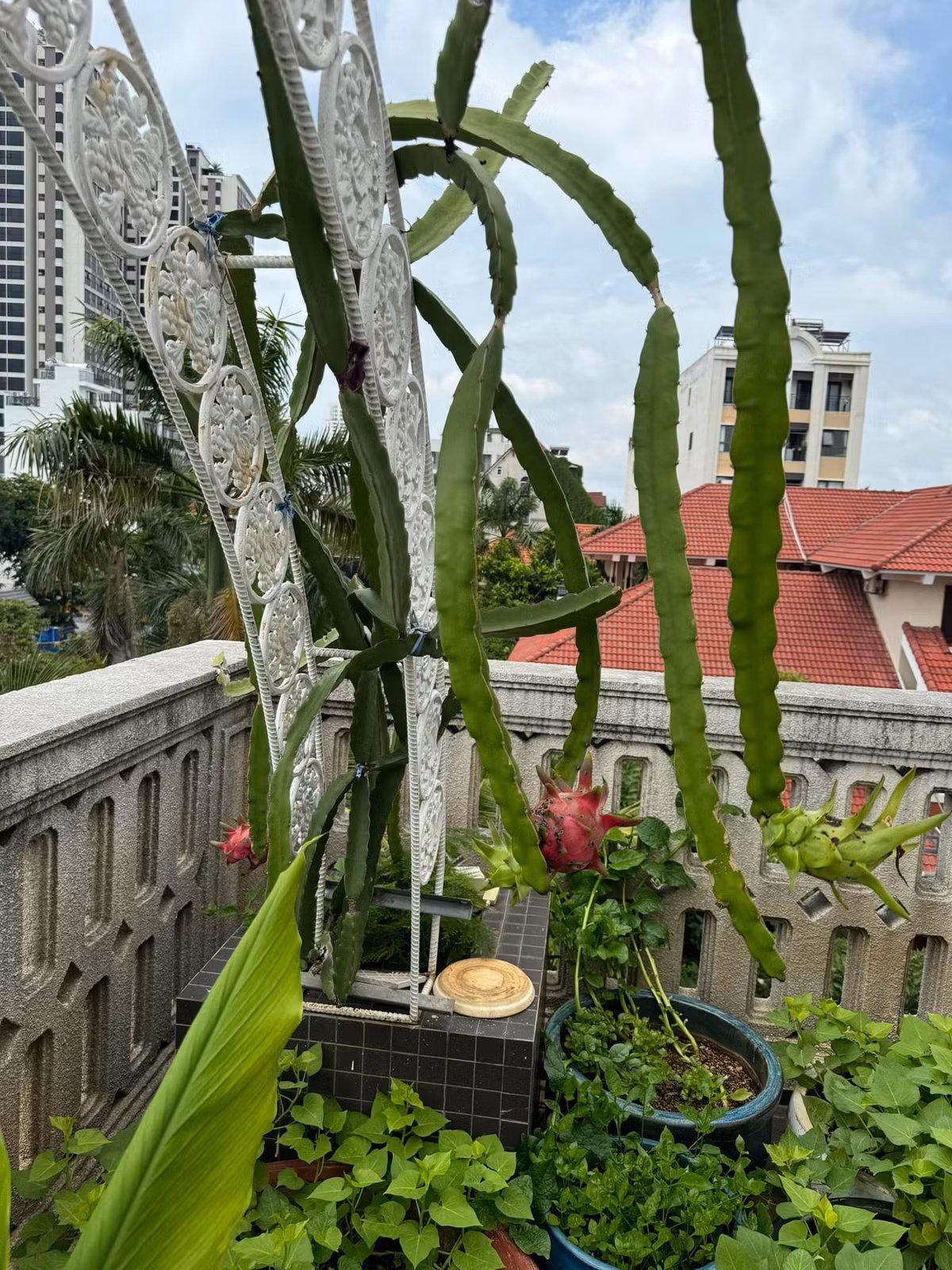 Rau trồng trong chậu xanh mướt mắt.