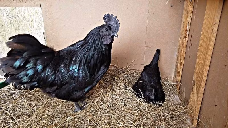 Do giá cao nên gà Ayam Cemani thường được tiêu thụ tại các nhà hàng sang trọng, được mua về biếu hoặc làm quà tặng. Ảnh: Toplist