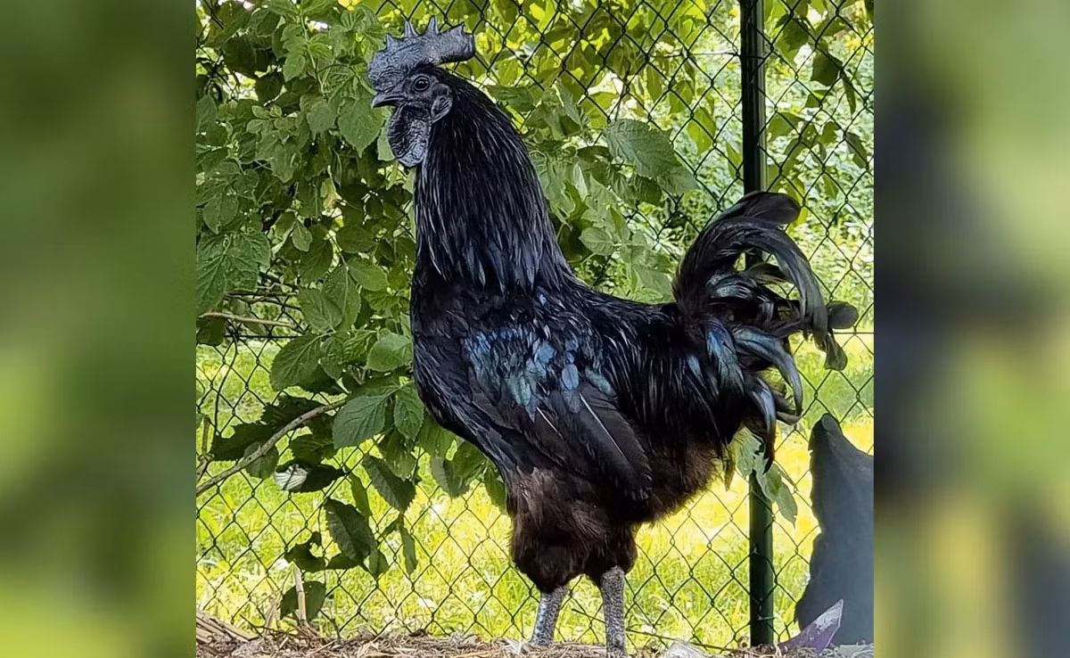 Đặc điểm của giống gà Ayam Cemani là “đen từ trong ra ngoài" với đủ lông đen, chân đen, móng đen, mào đen, yếm đen, thịt đen, xương đen. Ảnh: Ndtv