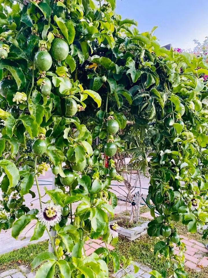 Cây nào cũng sai trĩu quả. Ảnh: FBNV