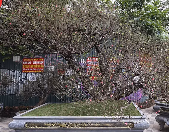 Những gốc đào thế "khủng", thân xù xì có giá dao động từ 10 - 30 triệu đồng, thậm chí có cây được định giá hơn 250 triệu đồng. Ảnh: Báo tin tức