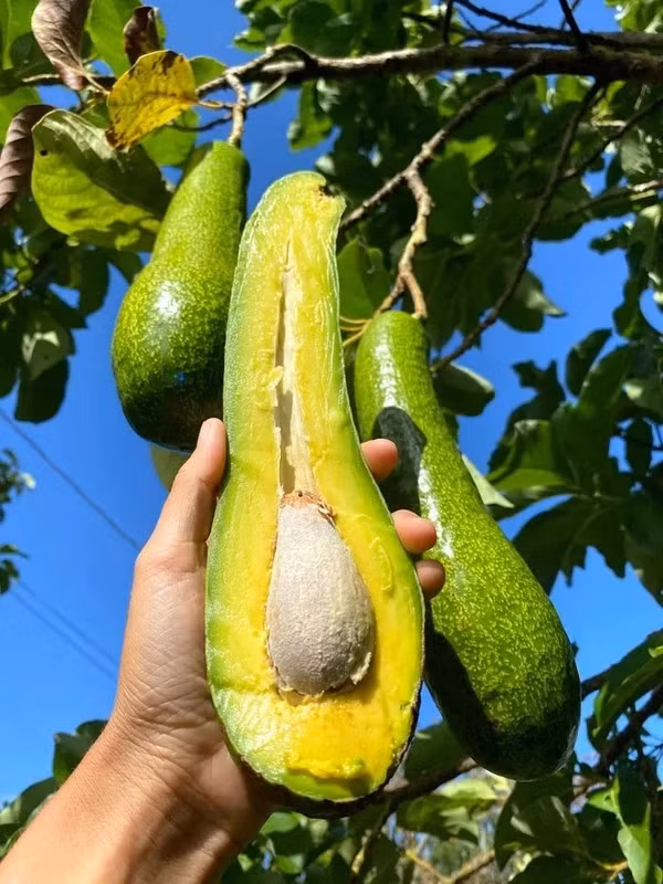Đáng chú ý, dù đắt nhưng để mua được loại bơ khổng lồ này, khách hàng chỉ có cách đặt trực tuyến. Ảnh: DM