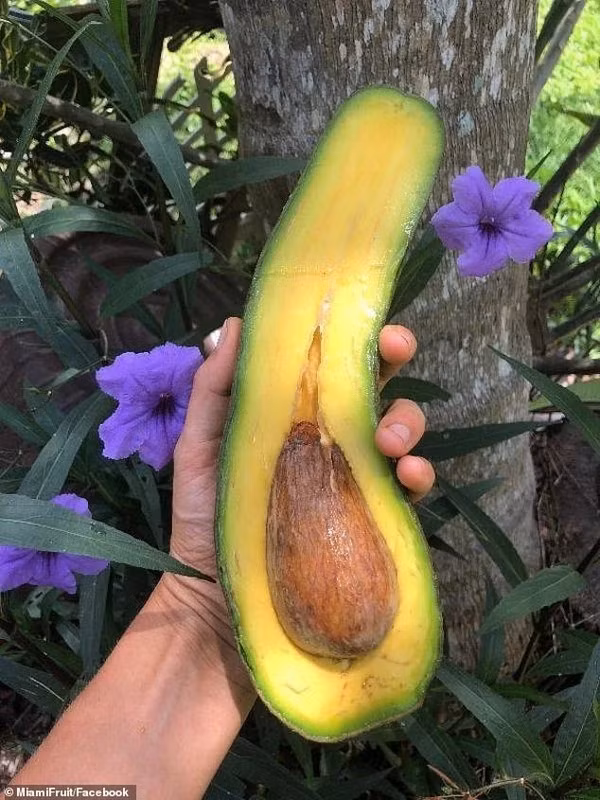 Bo dai hang met, gia tien trieu van “dat nhu tom tuoi”