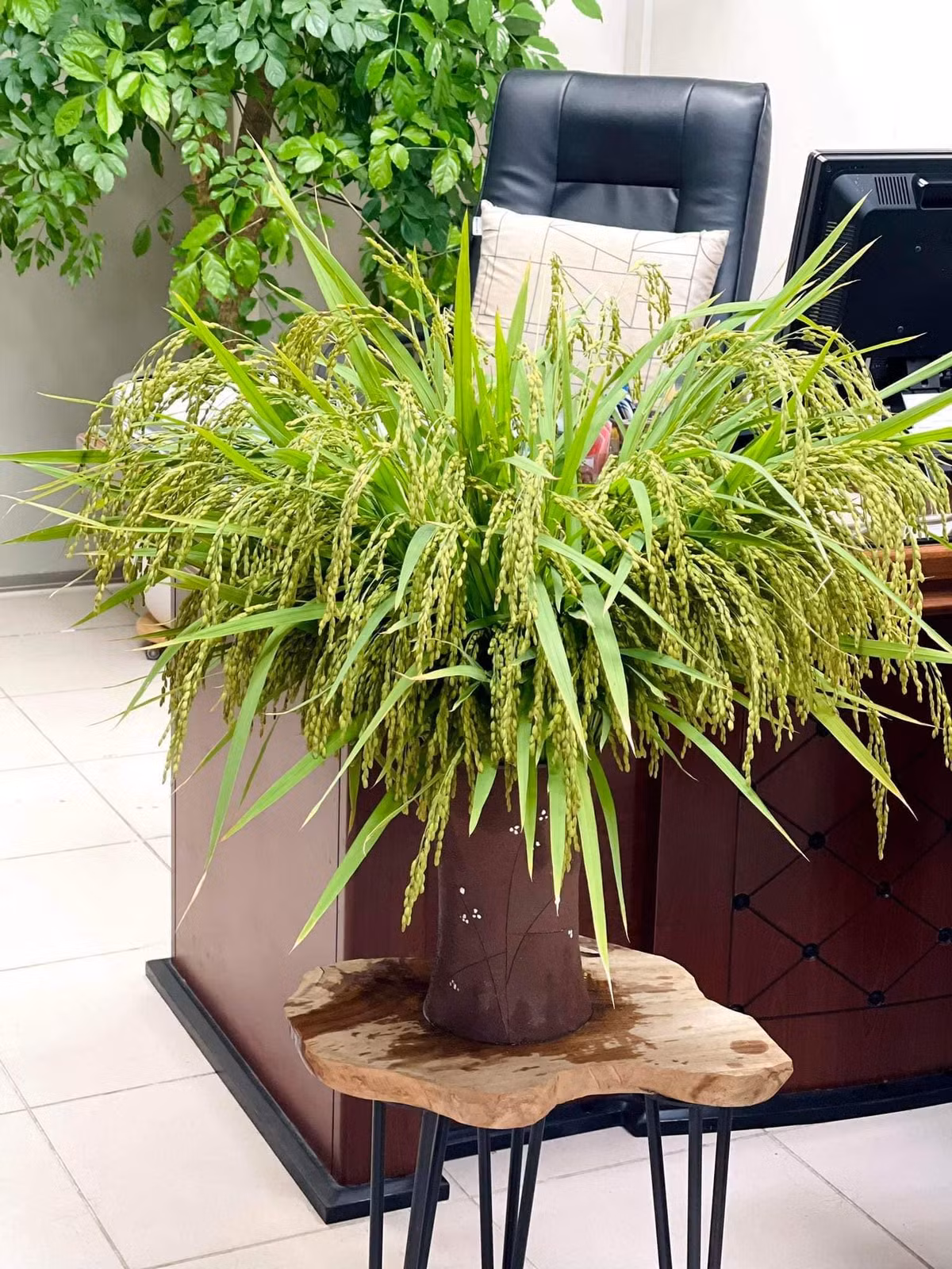 Mùi hương lúa nếp non tỏa khiến chị Giang có cảm giác được gần gũi với thiên nhiên và bớt nhớ nhà, nhớ quê hương. Ảnh: FB Nguyễn Bích Thảo