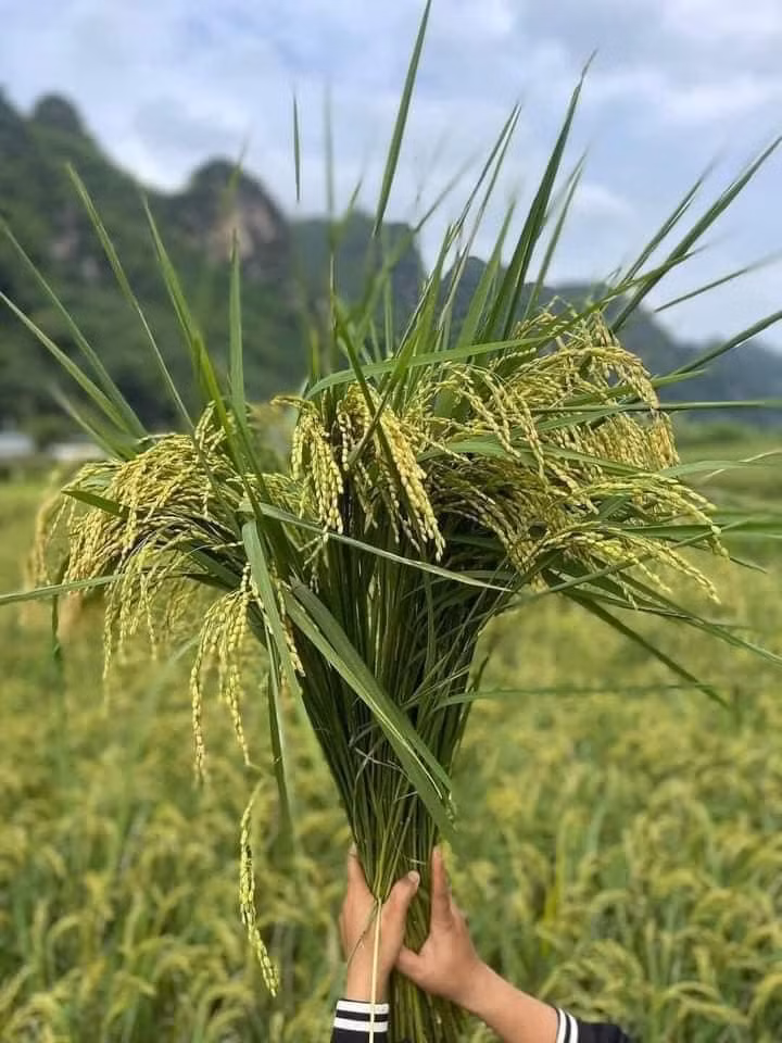 Những bó lúa nếp dà khoảng 60 - 70 cm, nặng từ 700g đến 1 kg. Ảnh: Facebook