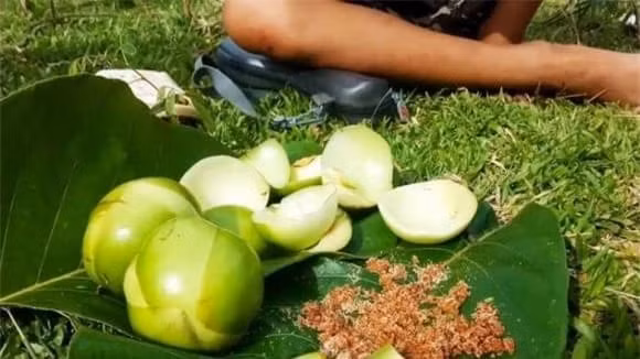 Trái sổ hay còn được gọi với nhiều cái tên khác như cây sổ bà, thiều biêu...là quả đặc sản ở các tỉnh Tây bắc như Bắc Kạn, Cao Bằng, Thái Nguyên, Lạng Sơn, Hòa Bình...Ảnh: Facebook