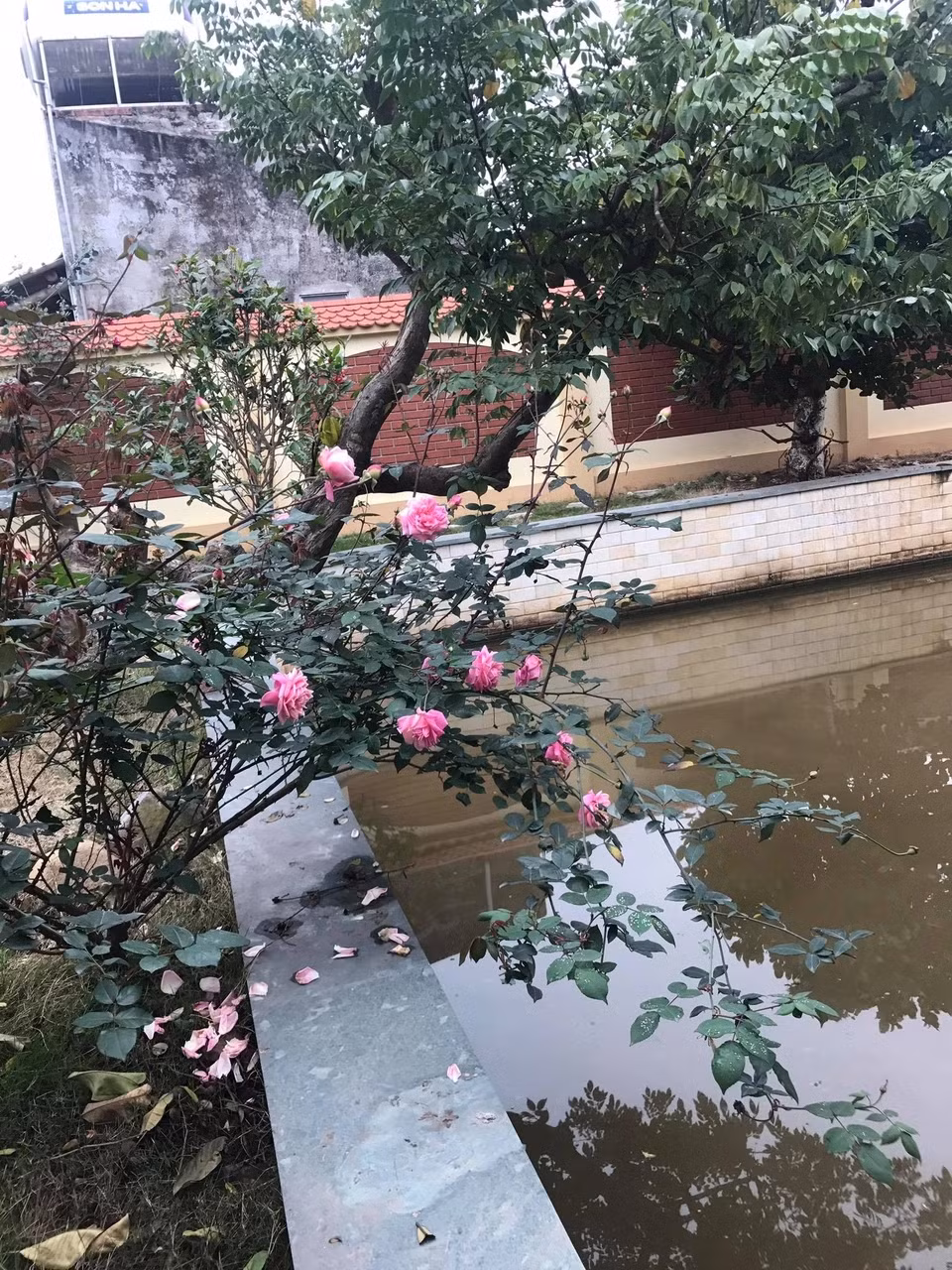 Khu vườn ngập tràn các loại cây cối, hoa lá khoe sắc. Ảnh: Dân trí