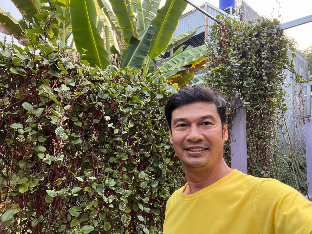 Mồng tơi leo giàn xanh mướt mắt.