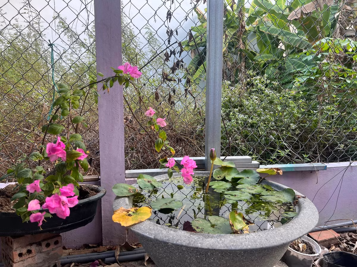 Hoa trồng trong chậu cũng trổ bông rực rỡ.
