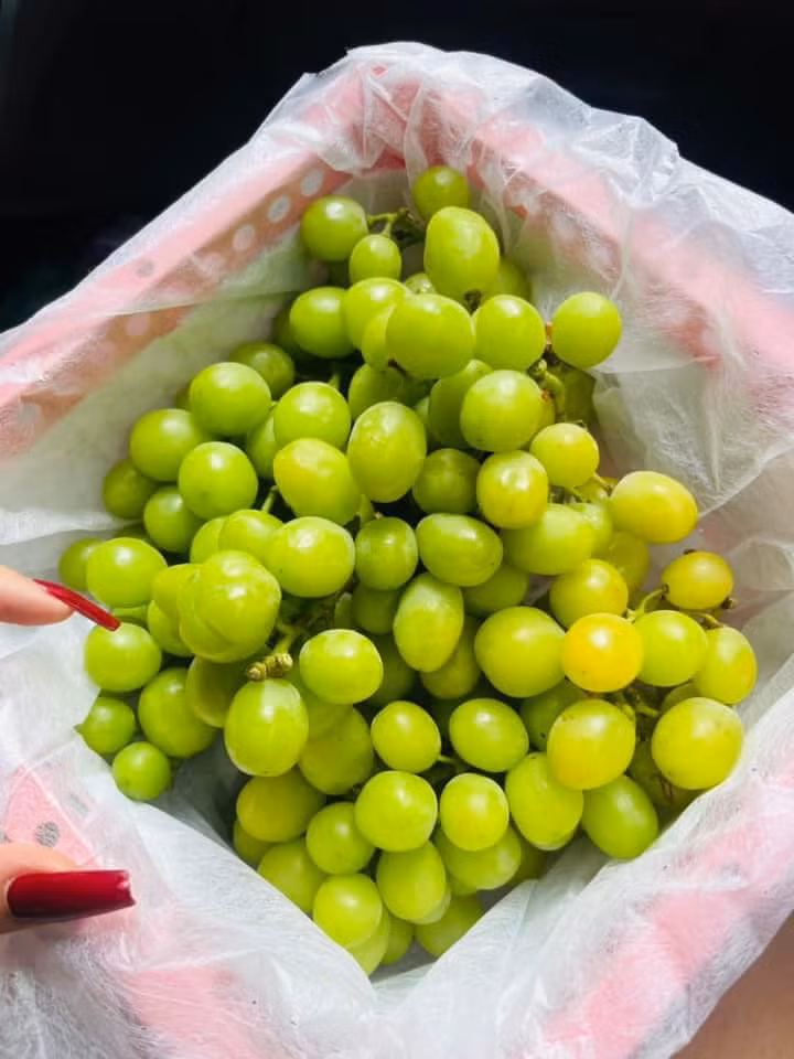 Mùa nho Trung Quốc kéo dài từ tháng 6 đến tháng 9 hàng năm. Thời điểm này, giá nho Trung Quốc rẻ, mẫu mã đẹp, ngọt, không có hạt nên rất hút khách. Ảnh: FB Nguyễn Huế