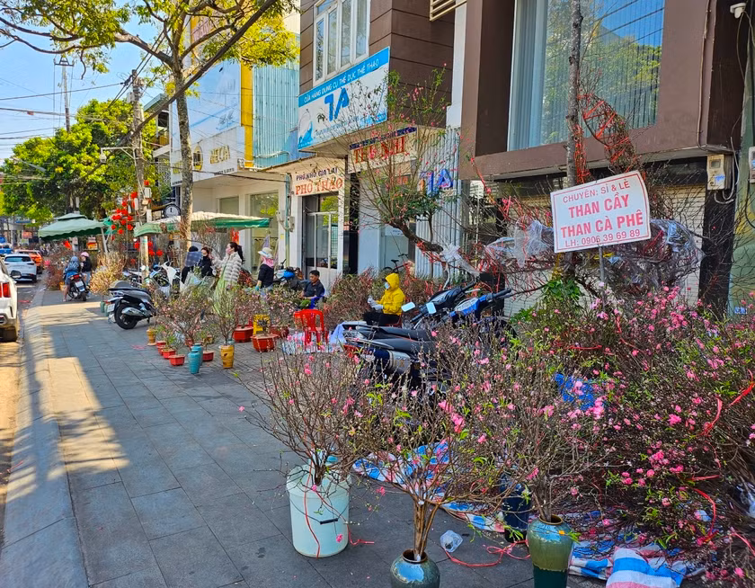 Tại phố núi Pleiku (tỉnh Gia Lai), đào cắm cành mini trở nên đông đúc hơn trong những ngày giáp Tết bởi sự nhỏ gọn và giá thành hợp lý. Ảnh: Baogialai