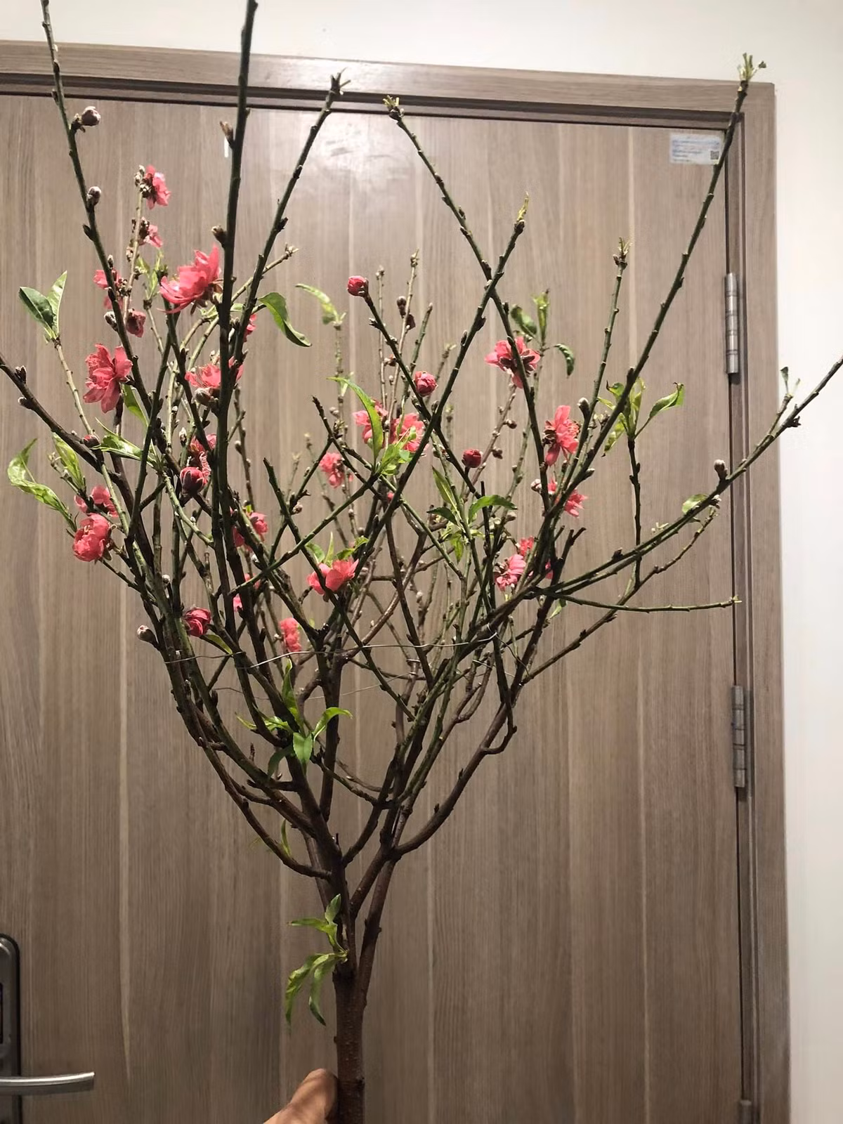 Bên cạnh những cây đào cổ thụ, thế đẹp, những cành đào mini được nhiều khách hàng tìm mua bởi giá thành hợp lý, từ 40.000 - 120.000 đồng/cành. Ảnh: Facebook
