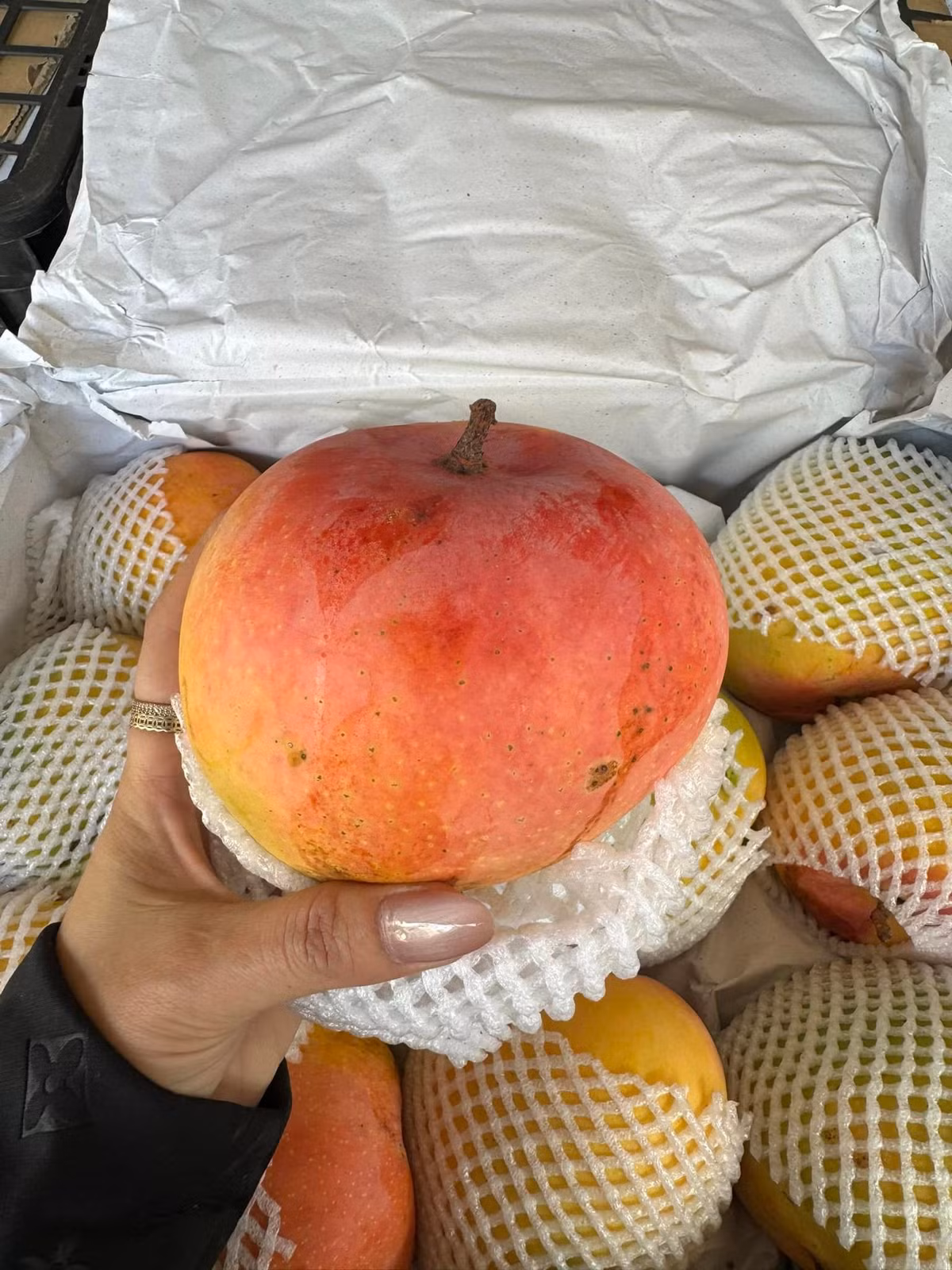 Nặng trên 1kg, hình dáng tròn như trái táo lại có màu sắc bắt mắt, xoài Úc khổng lồ ở Cam Lâm (Khánh Hòa) được người tiêu dùng ưa chuộng. Ảnh: Facebook