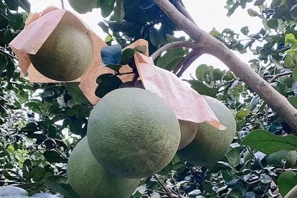 Gia buoi da xanh nhieu tinh Dong bang song Cuu Long giam manh