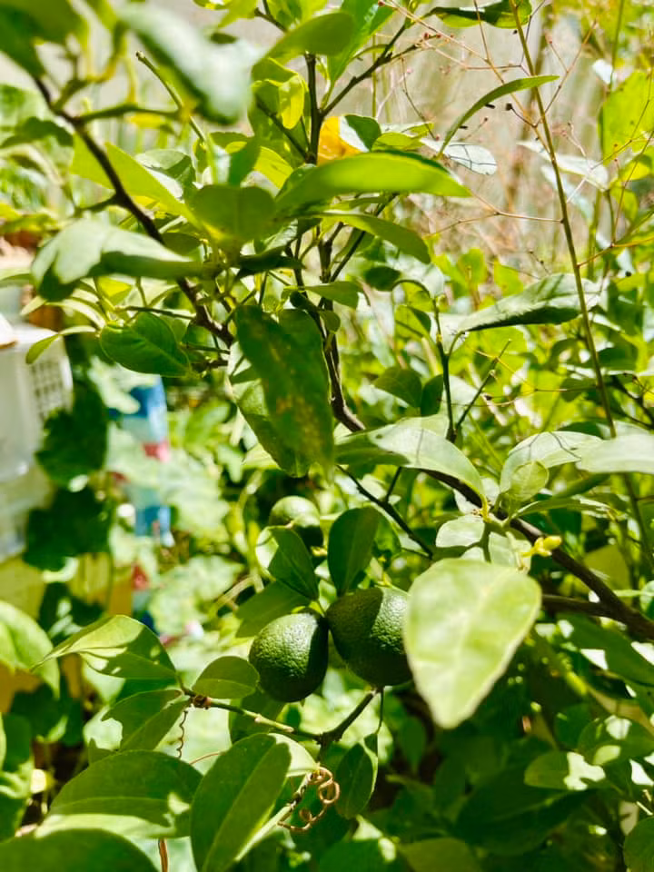 Mẹ ruột Hà Hồ chăm chỉ tưới nước mỗi ngày, dùng gốc rau hay vỏ trái cây chôn xuống đất để làm phân tự nhiên. Ảnh: FB Ngoc Hương