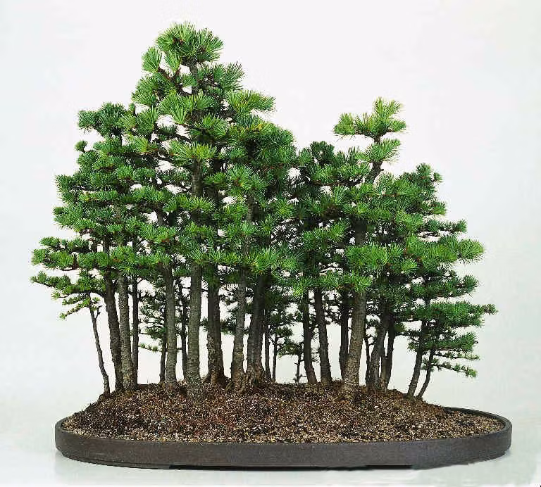 Bonsai dáng rừng độc nhất vô nhị. Nguồn ảnh: Mytour