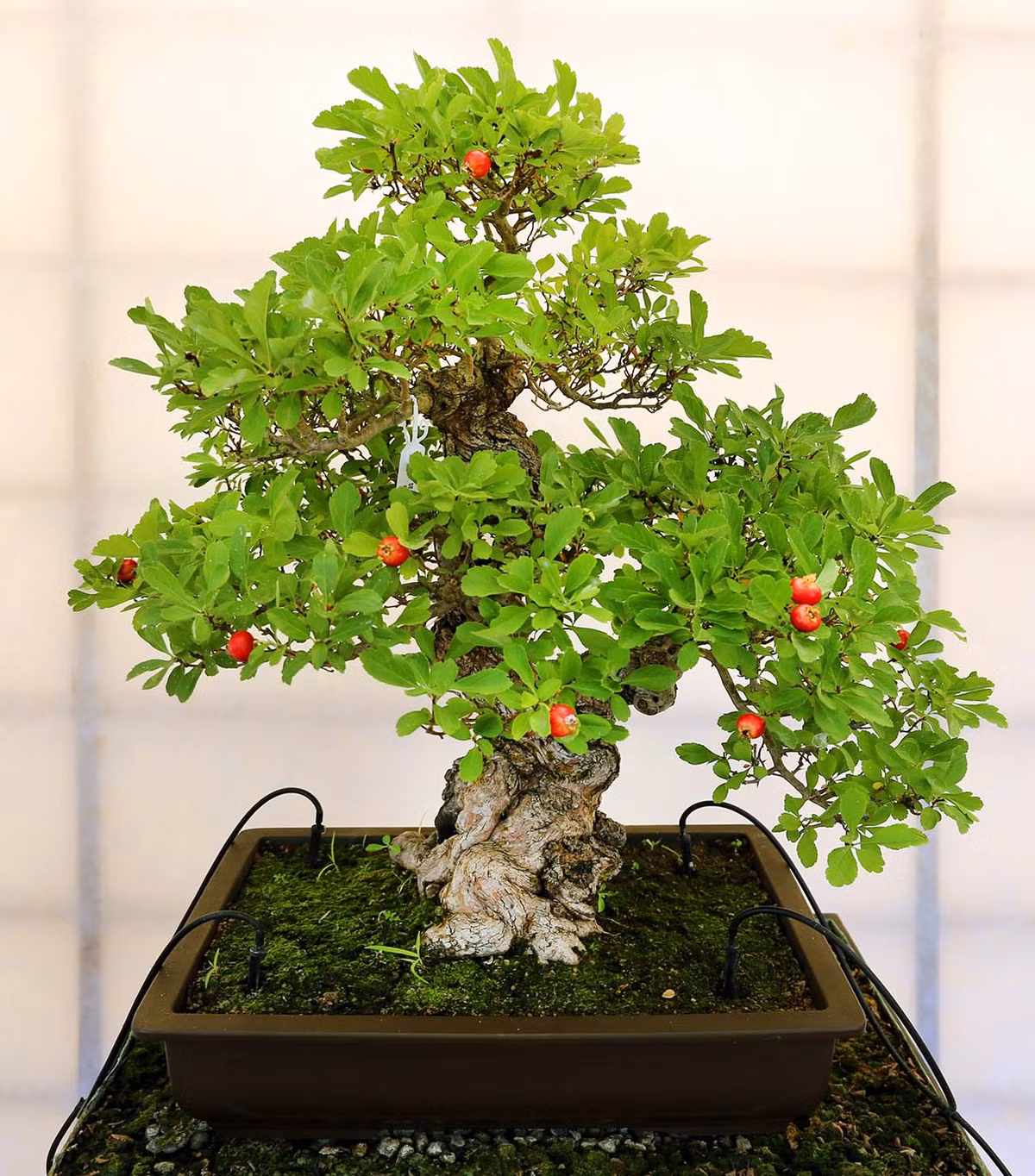Chậu bonsai có quả siêu đẹp.