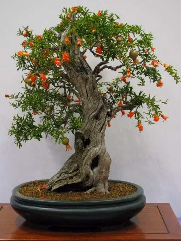 Lựu bonsai cổ thụ vừa có hoa, vừa có trái.