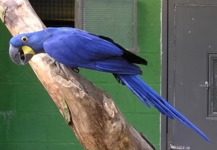 Vẹt xanh tía đuôi dài Hyacinth: Có nguồn gốc ở Trung và Đông Nam Mỹ, loài vẹt đuôi dài Hyacinth là loài vẹt lớn nhất và cũng là loài vẹt biết bay lớn nhất trên thế giới. Trong khi loài này rất dễ nhận ra bởi bộ lông màu xanh tím bắt mắt, vẹt đuôi dài Hyacinth cũng rất dễ bị nhầm với loài vẹt tía Lear’s, loài còn quý hiếm hơn nhiều.