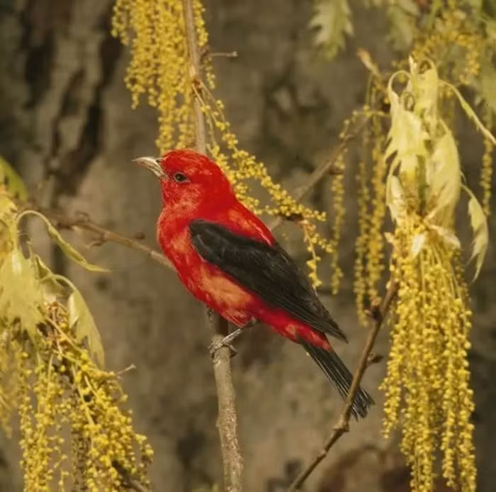 Tanager đỏ tươi là một loài chim biết hót cỡ trung bình cư trú ở Nam Mỹ. Trước đây, chúng được phân loại vào họ Thraupidae, nhưng ngày nay chúng và các loài lân cận được phân loại vào họ chim hồng y do giọng hót và bộ lông của chúng gần với những loài trong họ chim hồng y hơn.