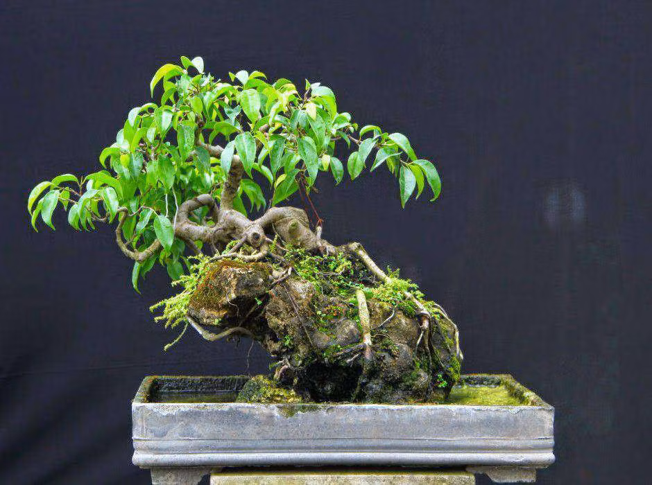 Mỗi tác phẩm bonsai sanh có kích thước và giá trị khác nhau. Ảnh: Facebook